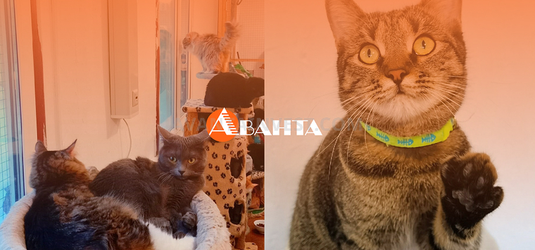 Победительница розыгрыша «Аванты» подарила свой приз приюту для животных
