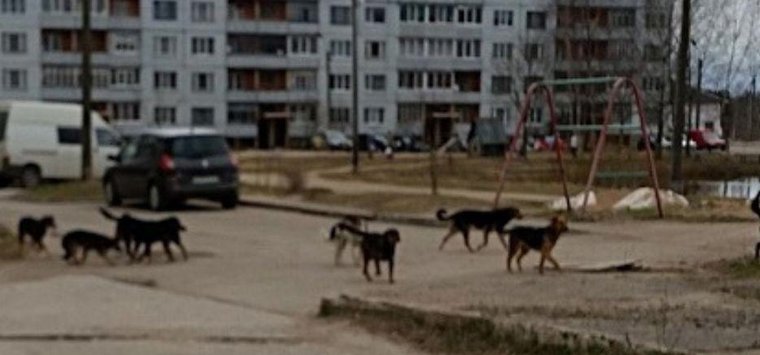 Власти разъяснили ситуацию с бездомными собаками на улицах Острова