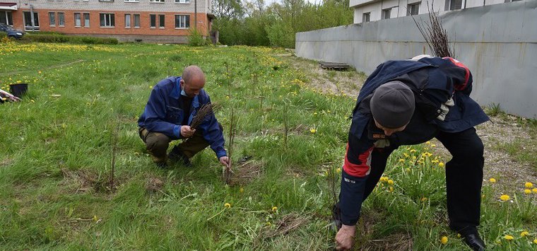 70 елей высадили у островской больницы