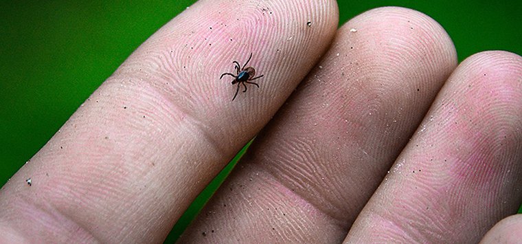 Более 150 человек пострадали от укусов клещей в Островском районе