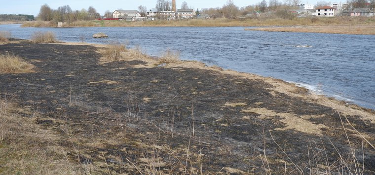Берег реки Великой в Острове стал черным после пала травы