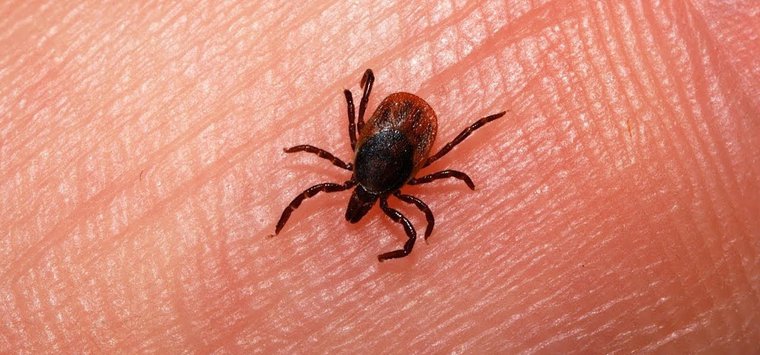 Еще четыре человека пострадали от укусов клещей в Островском районе