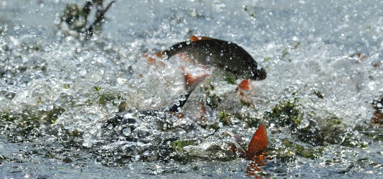 На водоемах Псковской области запретят использовать моторные лодки