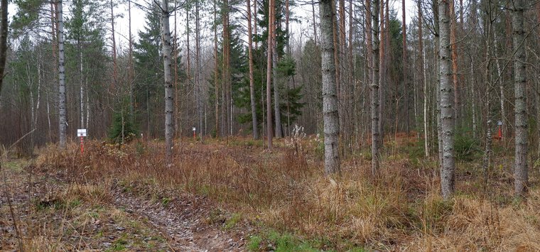 «Экологическая тропа» создана в кедровнике советского времени в Островском районе