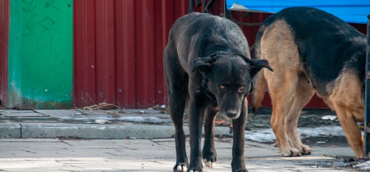«Порвали котика»: островичи жалуются на бездомных собак