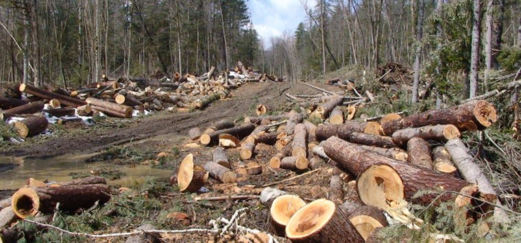 Островичей просят сообщать о незаконных рубках леса