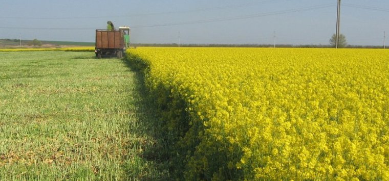 Кабмин простимулирует производство масличных культур в Псковской области