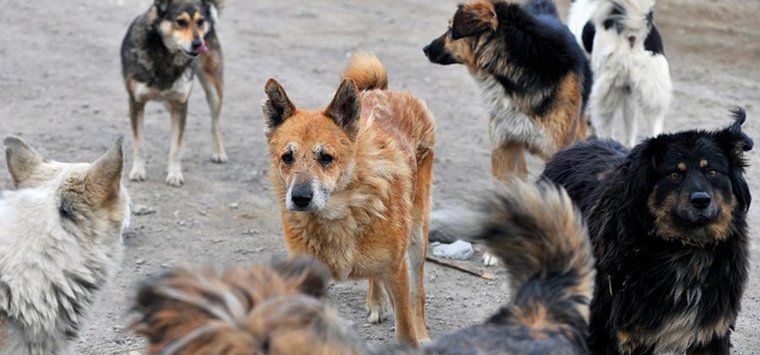 «Бросаются на детей»: на бродячих собак жалуются островичи