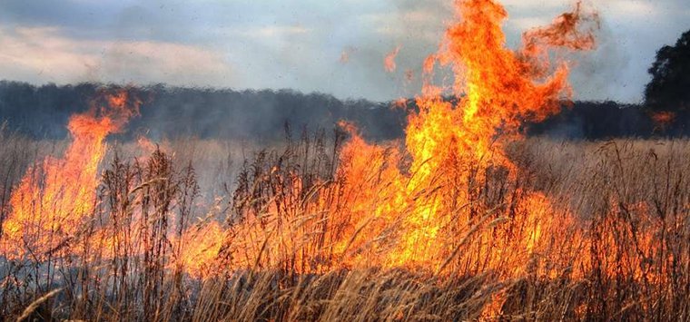 Губернатор призвал жителей Псковской области не жечь сухую траву
