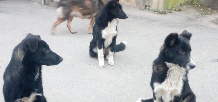 Отлов безнадзорных собак начался на улицах Острова