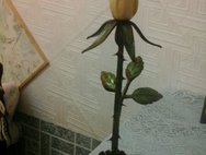 Роза в подарок