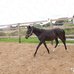 Ганноверская кобыла