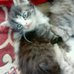Отдам кошечку